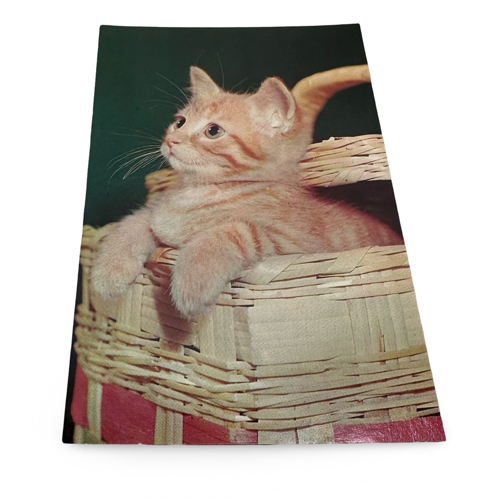 Puss In Basket Orange Tabby Kitten Unused Vintage Plastichrome Postcard 1960s